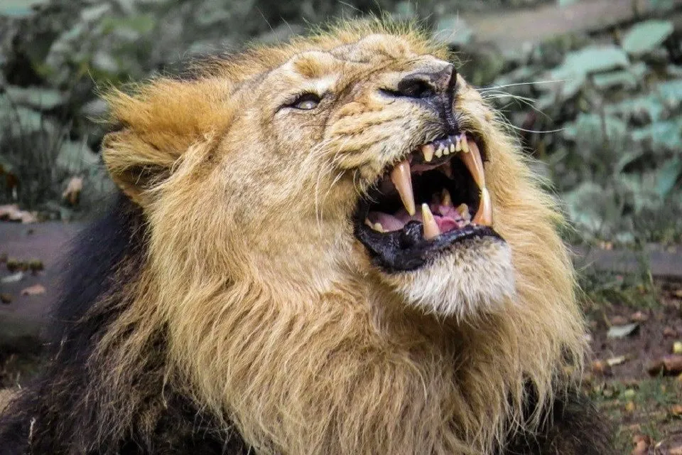 口を開けたライオン