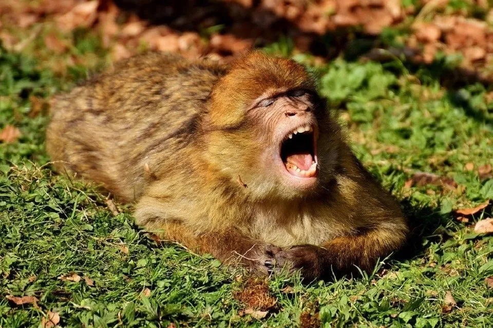 口を開けたサル