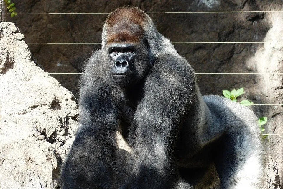 gorilla