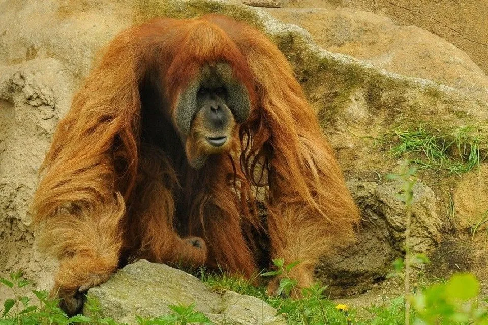 Orangutan