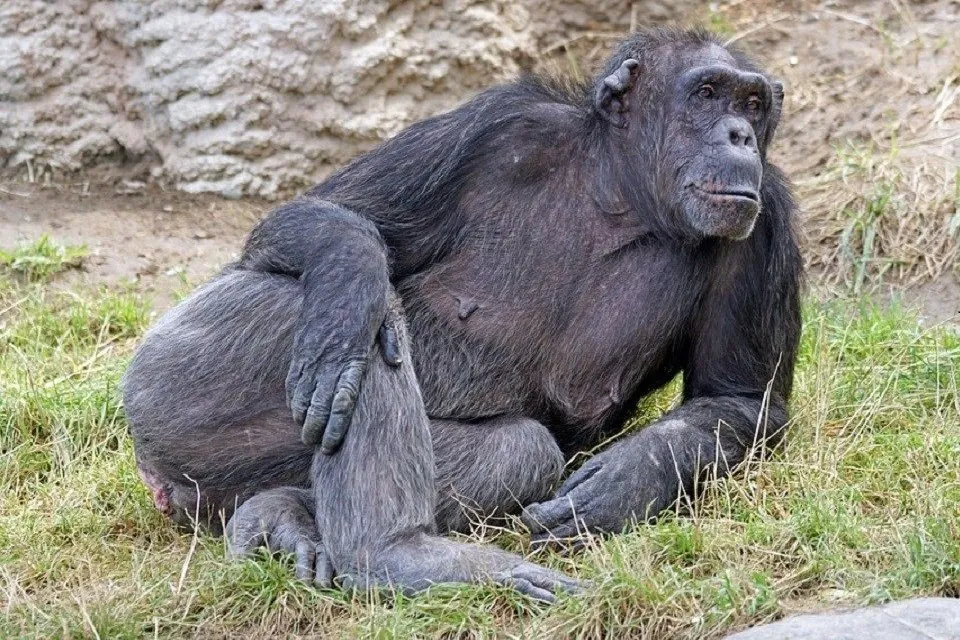 Chimpanzee