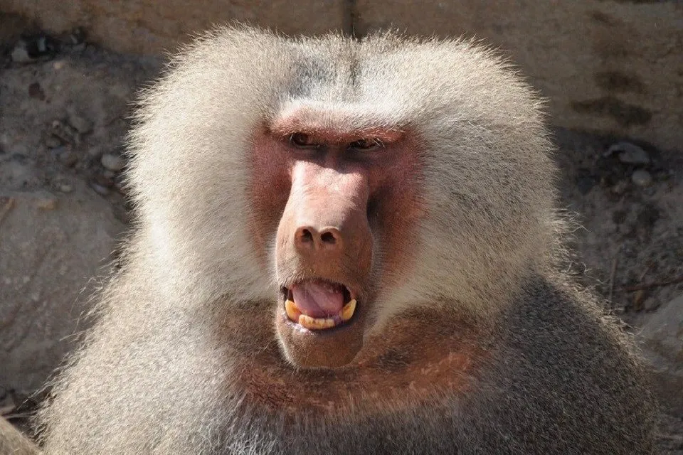Baboon