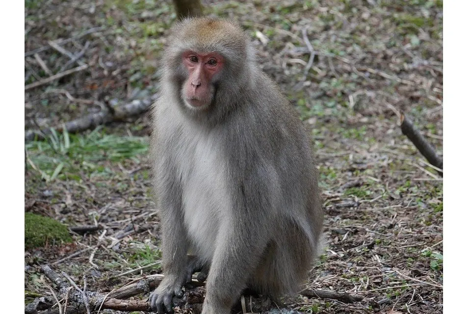 japanese monkey