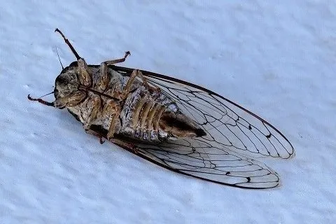 Cicada