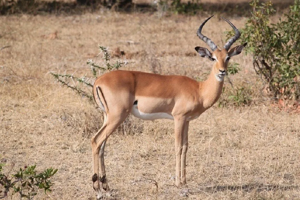 細い足のガゼル