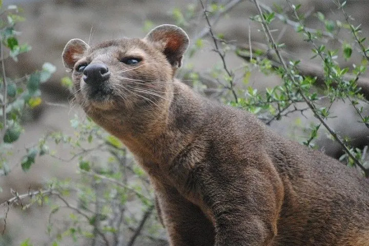 首を伸ばしたジャコウネコ