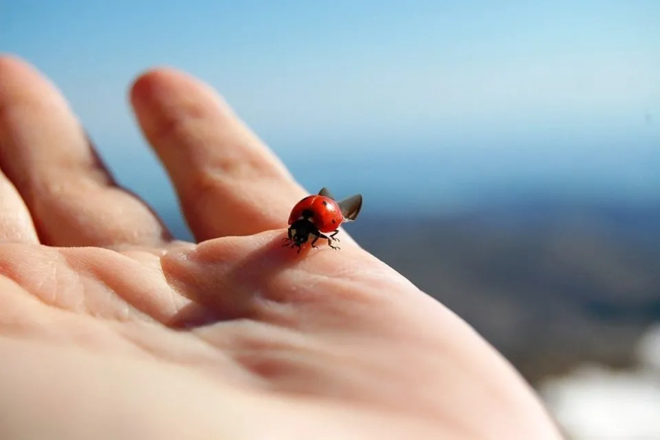 ladybird