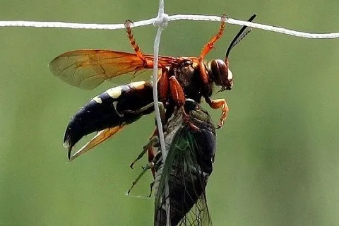 ハチに捕食される周期ゼミ