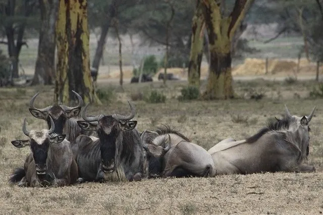 オグロヌーの群れ