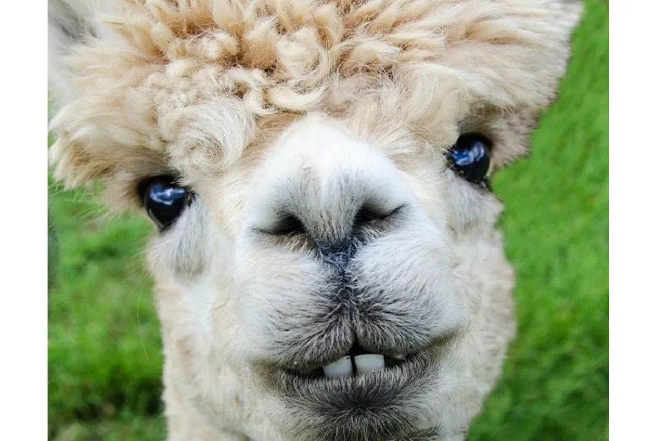 アルパカ寂しそうな顔