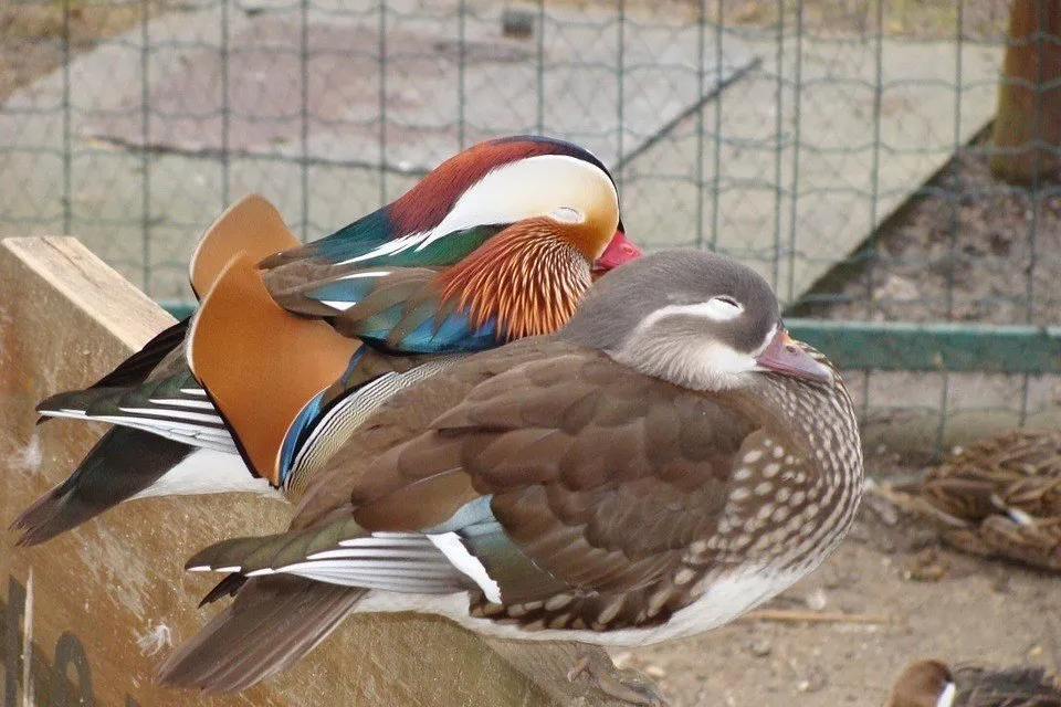 寄り添うオシドリの夫婦