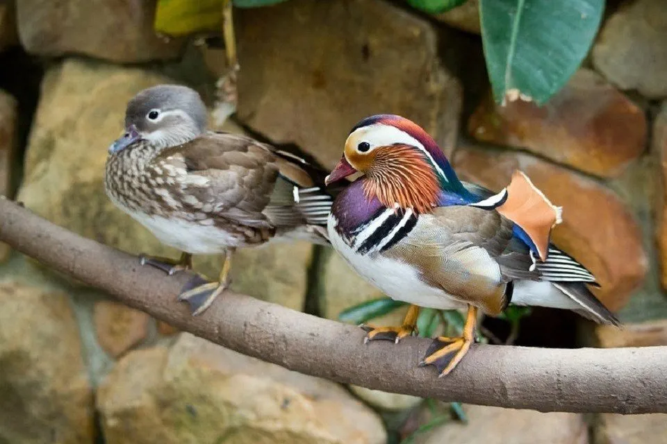 枝にとまるオシドリの夫婦