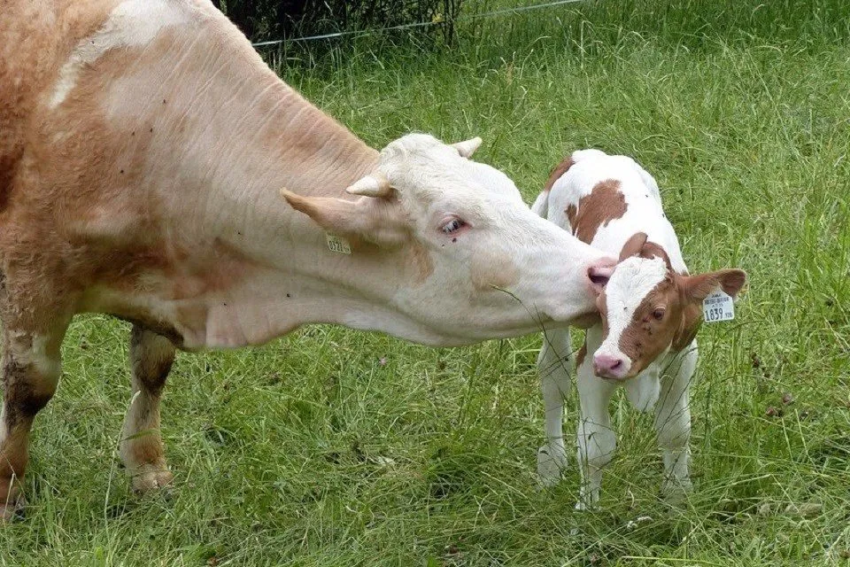cow