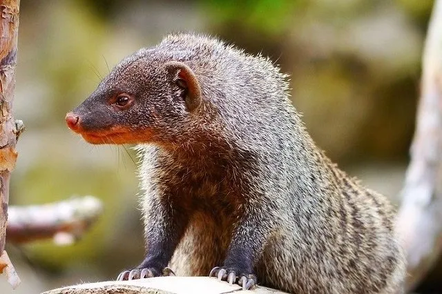 mongoose