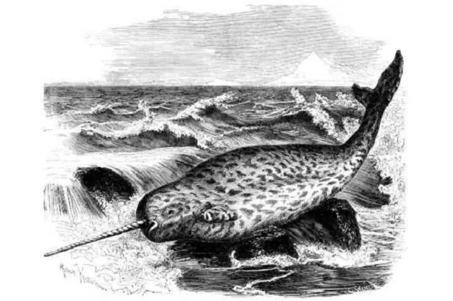 narwhal