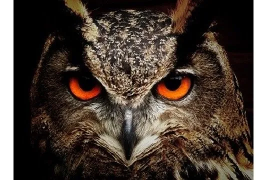 owl