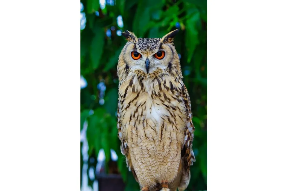 owl