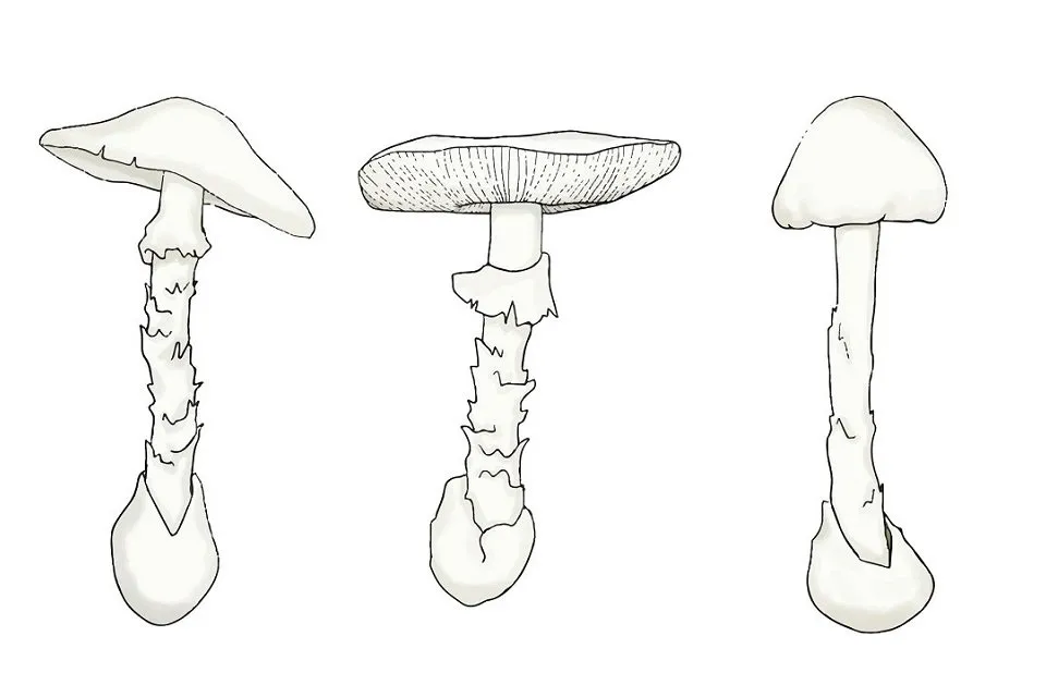 沢山のドクツルタケ