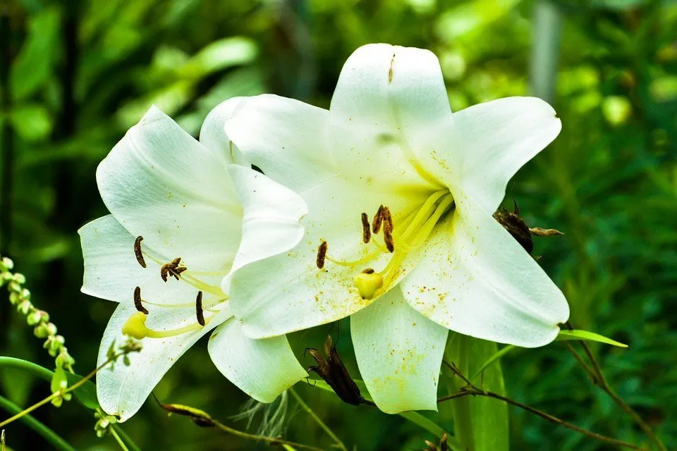 Lilies