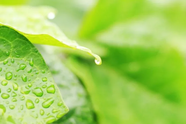 雨に濡れた葉