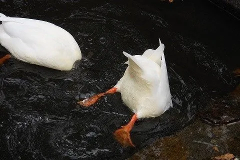 鳥のお尻でしりとり