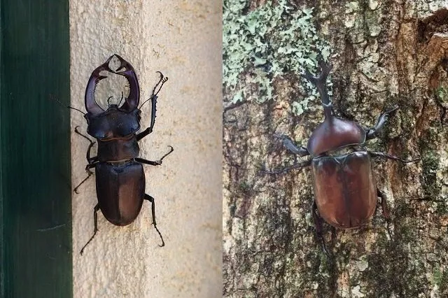 stag-beetle