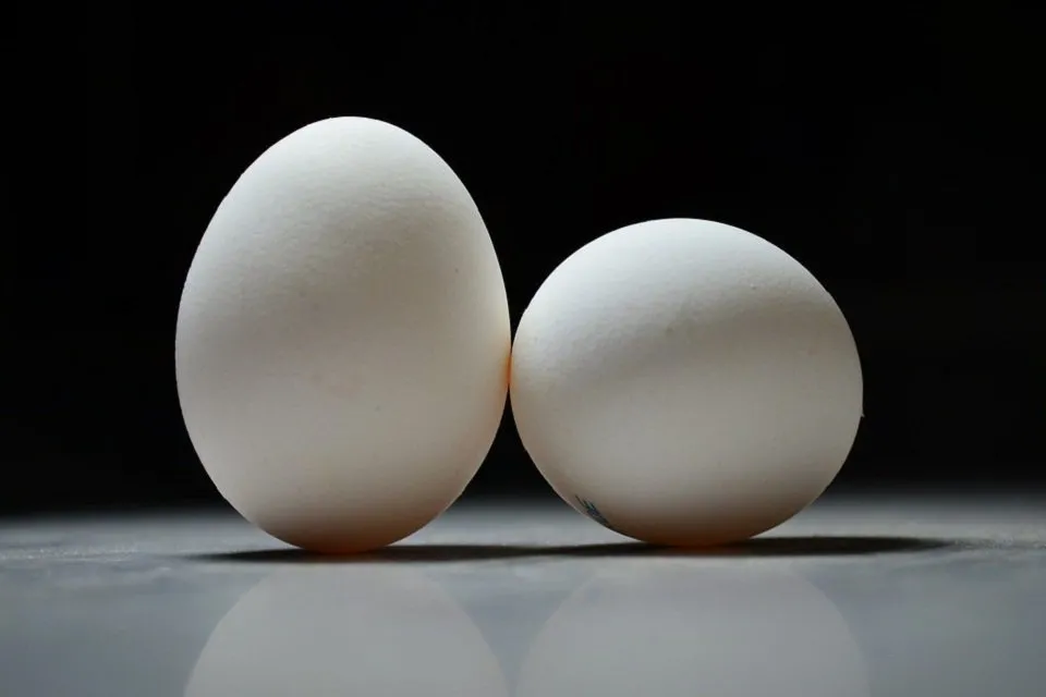 Egg