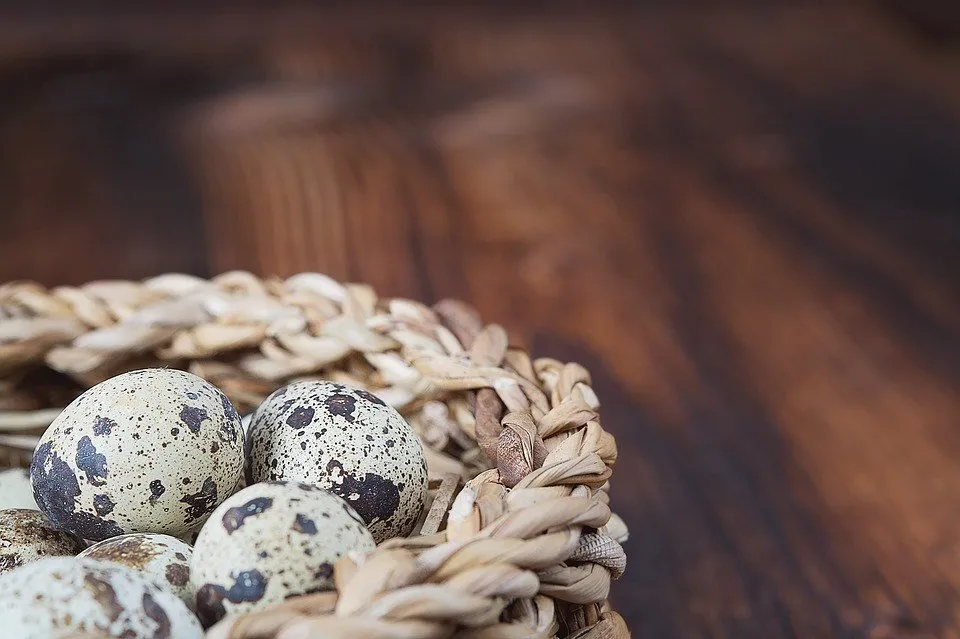 Quail Egg