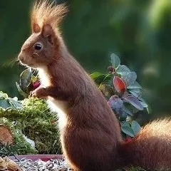 animal