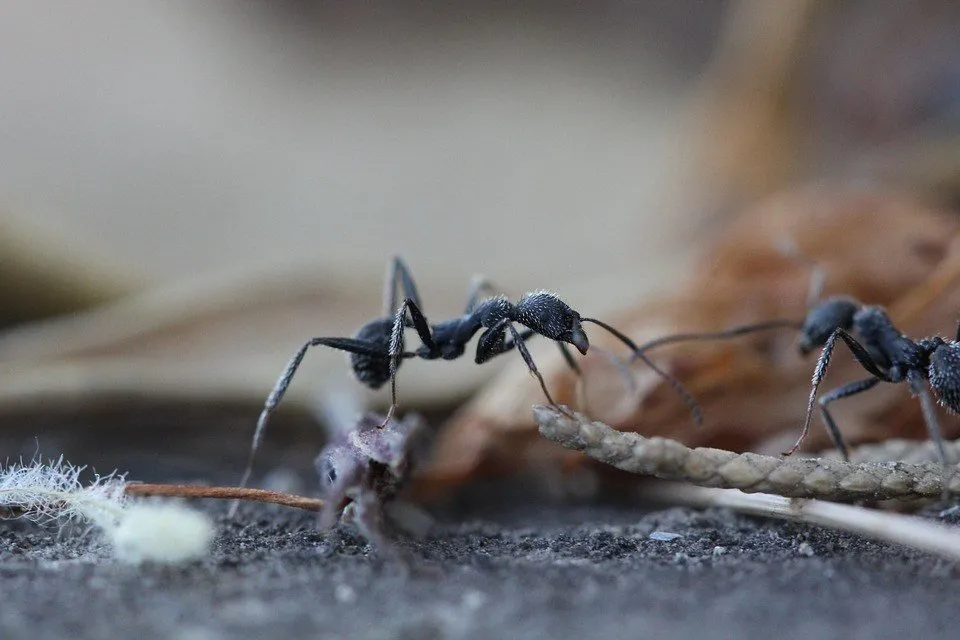 ant