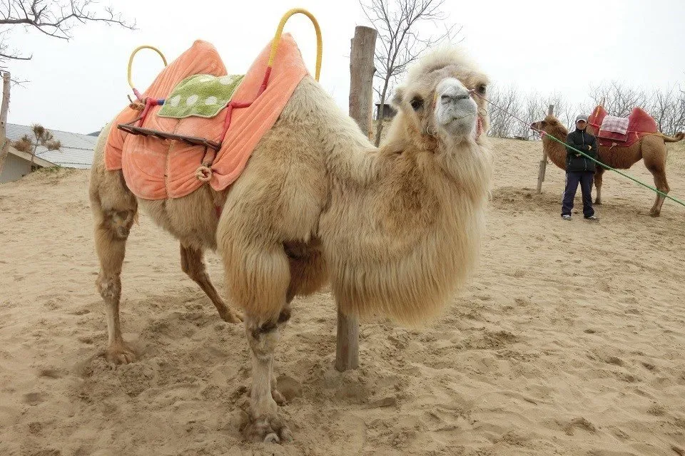 鳥取砂丘のラクダ