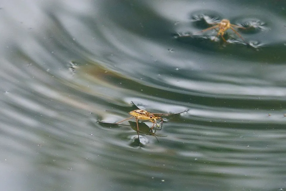 waterstrider