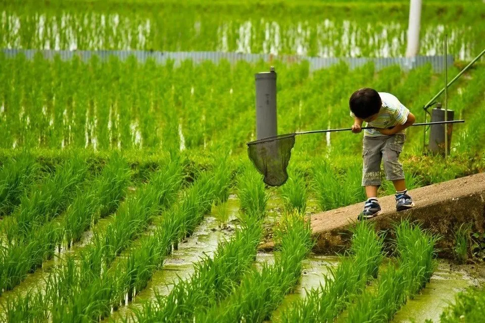 田んぼで遊ぶ男児